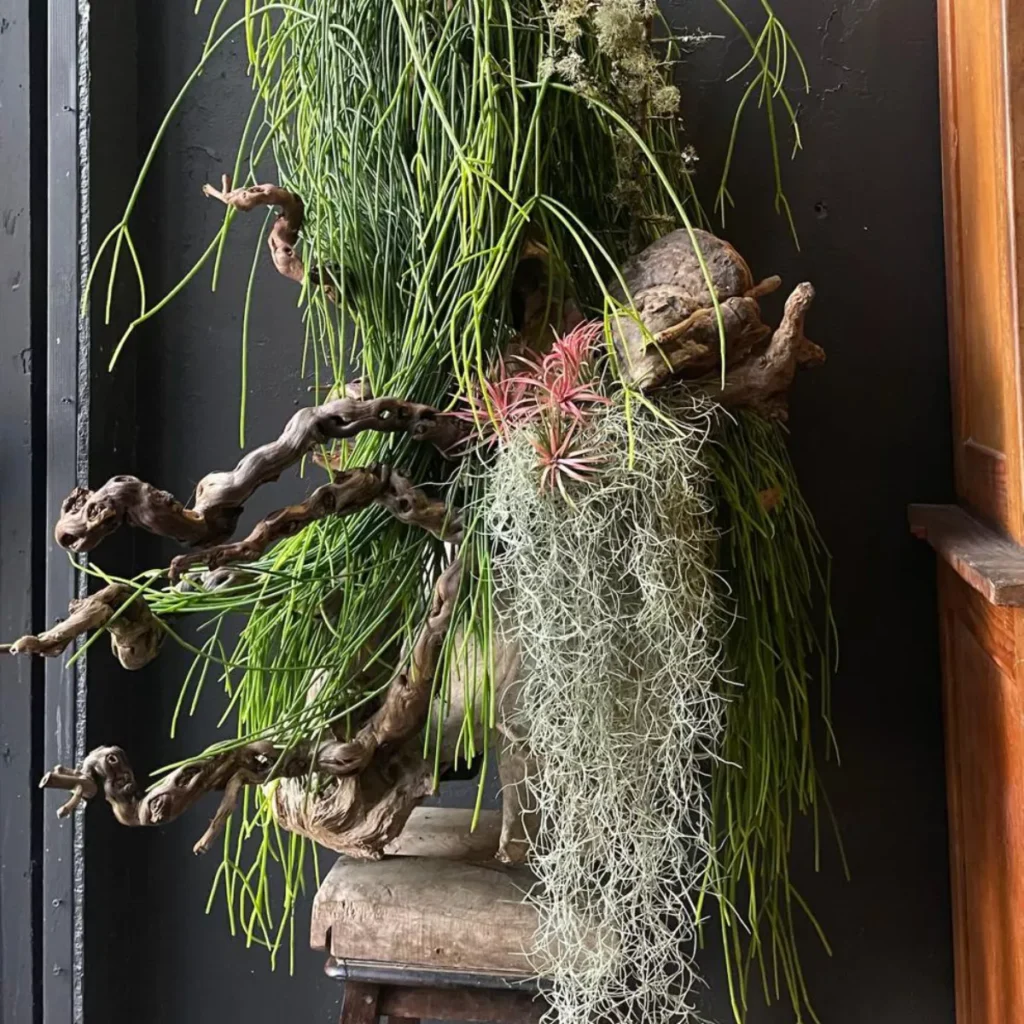 Fleuriste d’art et vases anciens Ko hana